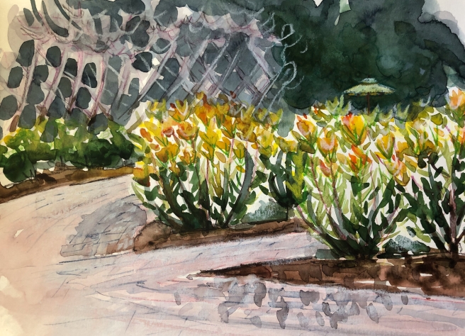 Descansos Proteas in January